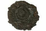 Cut & Polished Ammonite (Speetoniceras) Fossil With Druzy Pyrite #175077-4